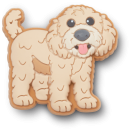 Golden Doodle Puppy
